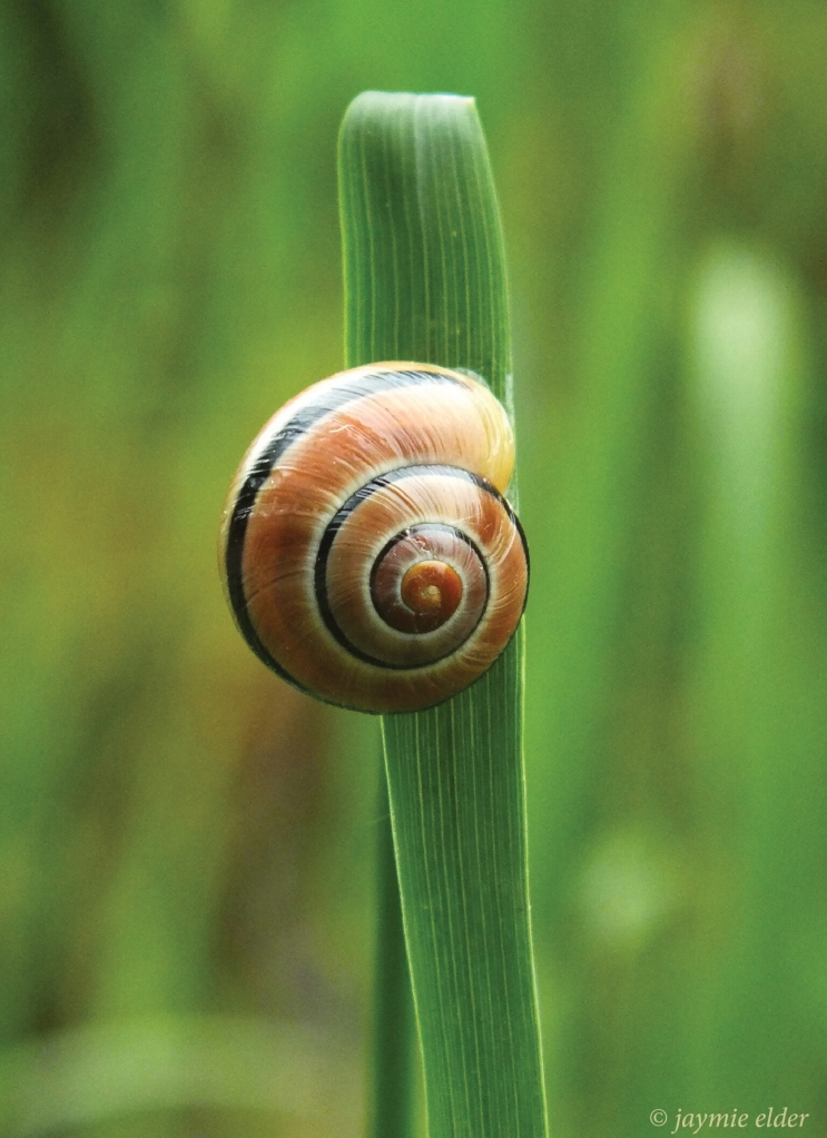 snailgrass